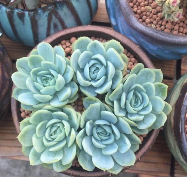 夏天多肉植物要养这些品种 很好照顾 让阳台变花园 雪花新闻 夏天多肉植物要养这些品种 很好照顾 让阳台变花园 雪花新闻